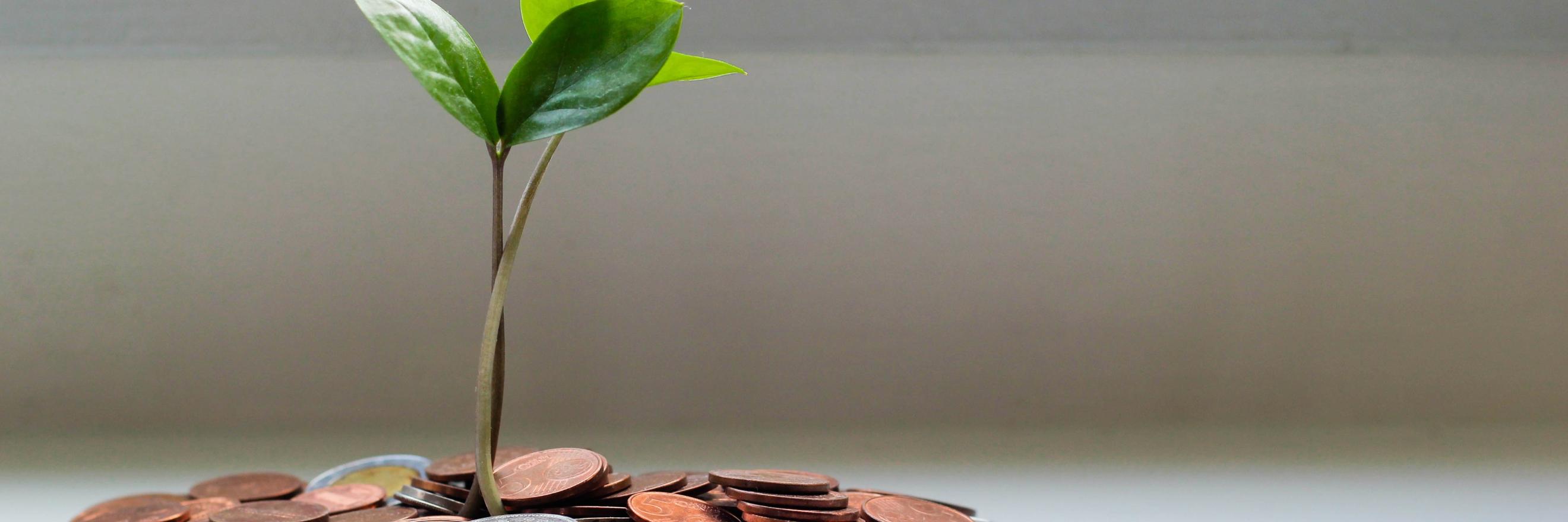 Eine Pflanze wächst aus einigen Geldmünzen